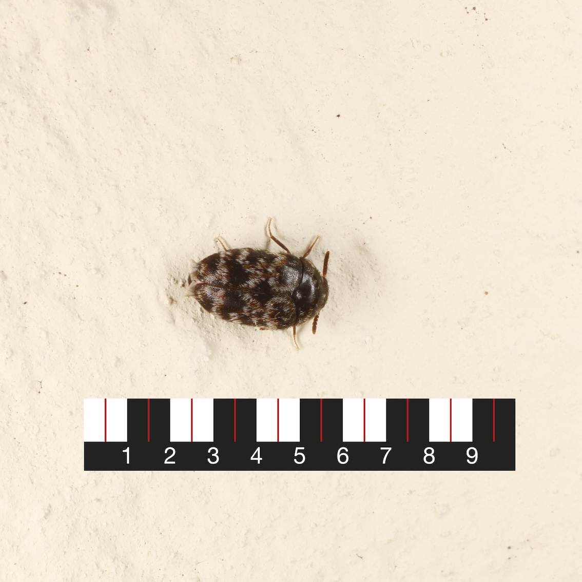 Dermestidae: Trogoderma versicolor?